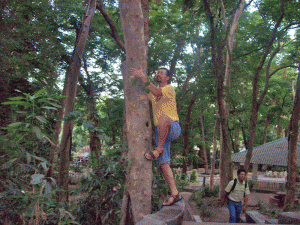 climbing-the-tree
